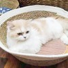 Hand Woven Cat Nest Breathable Round Cotton Rope Woven Warm