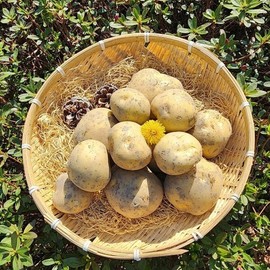 Seolbong potatoes (large) 3kg / 설봉감자 (대) 3kg