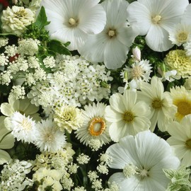 Outsidepride White Wild Flower Seed Mix - 10000 Seeds