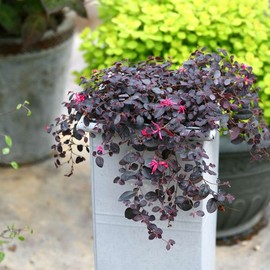 Jazz Hands Mini® Loropetalum - Live Plant - Full Gallon Pot