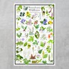 Where's Wildlife Pennsylvania Wildflowers - Native Woodland Blooms Poster |
