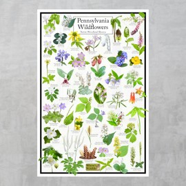 Where's Wildlife Pennsylvania Wildflowers - Native Woodland Blooms Poster | Educational Science Chart of Pennsylvania's Woodland Flowers (16" x 24")