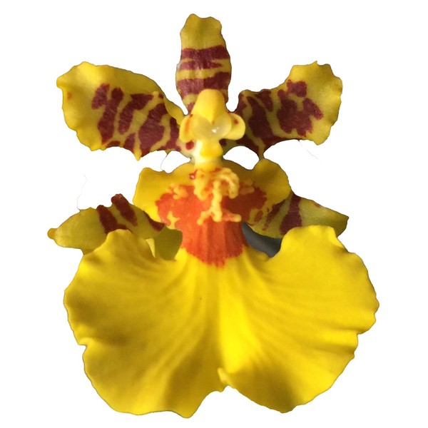 Dancing Lady Orchid - floriferous, Easy to Grow, Will Make