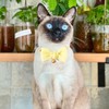 4 PCS Satin Cute Breakaway Cat Collars with Bells Silk