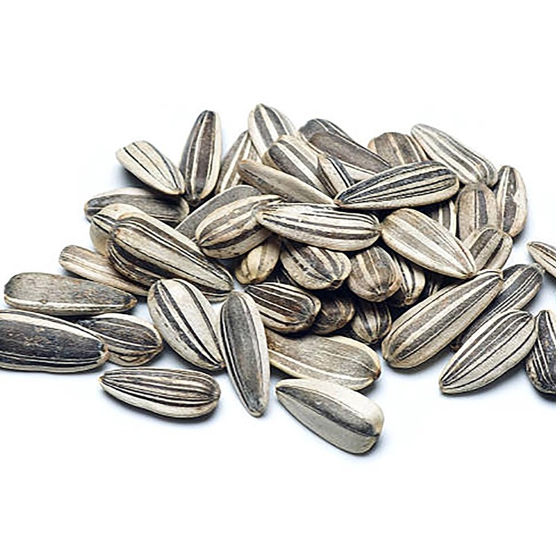 Mardi Gras Sunflower Seeds