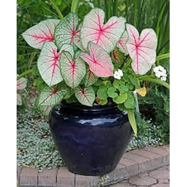 Dwarf Gingerland Caladium - White with Red Marks - Top Size Roots - Hardy in Zones 9-11 - Compact Foliage for Gardens and Containers