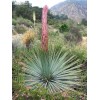 Backyard (500) Chaparral Yucca Seeds (Hesperoyucca whipplei)(Our Lord's Candle)