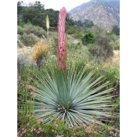 Backyard (500) Chaparral Yucca Seeds (Hesperoyucca whipplei)(Our Lord's Candle)