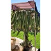 Cactus Robles Red Dragon Fruit (Pitaya)- 2 Cuttings 8-10 Inch