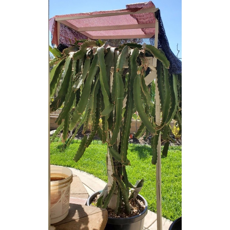 Cactus Robles Red Dragon Fruit (Pitaya)- 2 Cuttings 8-10 Inch