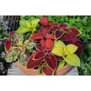 22Day Seeds: Seeds Coleus Variety Mix/Annual Flowers