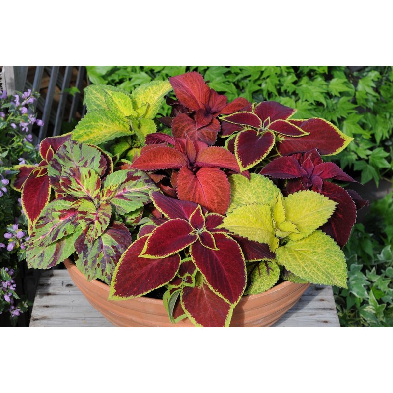22Day Seeds: Seeds Coleus Variety Mix/Annual Flowers
