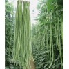 30PCS Yard Long Bean Seeds Heat Tolerant Non-GMO Heirloom Seeds