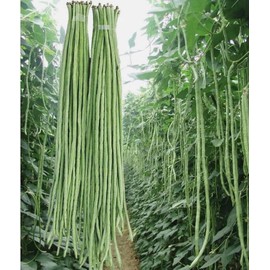 30PCS Yard Long Bean Seeds Heat Tolerant Non-GMO Heirloom Seeds