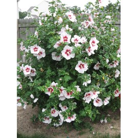 20 Hibiscus syriacus Seeds, Rose of Sharon, Syrian ketmia, Rose Mallow