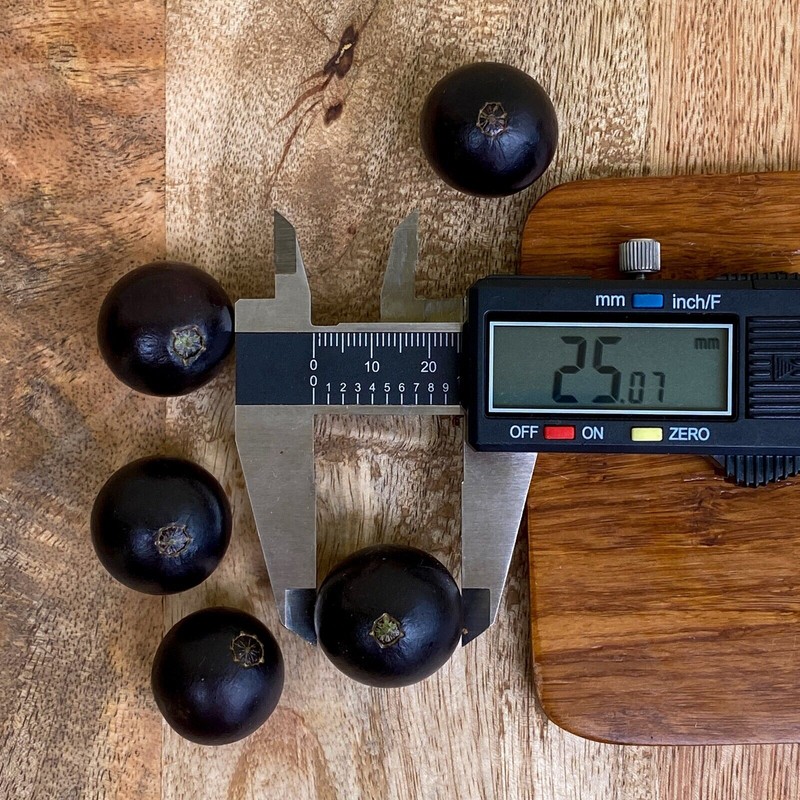 9waters Jaboticaba Plinia Coronata Jabuticaba Fruit Tree tropical Plant VERY