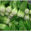 Nygardenia 1000pcs 'All Year Round' Chinese Cabbage Seeds - Heirloom