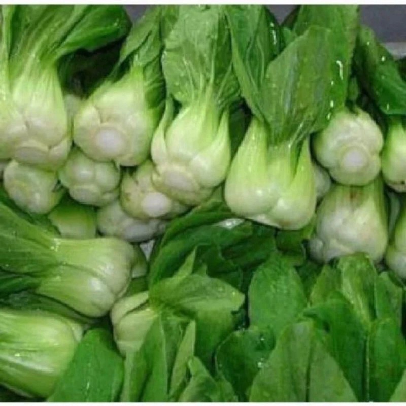 Nygardenia 1000pcs 'All Year Round' Chinese Cabbage Seeds - Heirloom