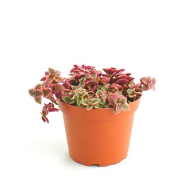 Shop Succulents Calico Kitten Hanging Succulent, Crassula Pellucida Variegata, Fully Rooted Live 4" Succulent Plant, Low Maintenance Indoor Plant, Trailing Succulents, Gift & Garden