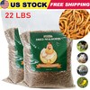 LuckyQ Dried Mealworms for chickens 22lbs - Chicken Treats Duck