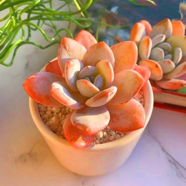FWPP Succulent Plants Live Echeveria Laui 2.5 inches,Mini Pink Succulents,Bare Root Without Pot Soil, Live Plants Indoor Party Wedding Garden House Baby Shower Decor Friend Gift