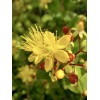 Home-Growth FloralBerry™ Pinot St. John's Wort, Hypericum Inodorum - 100