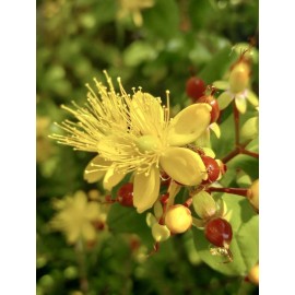 Home-Growth FloralBerry™ Pinot St. John's Wort, Hypericum Inodorum - 100 seeds 2024 - USA
