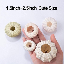 GOWENIC Mini Macetas, Maceta De Concha Decorativa, Maceta De Interior Maceta Colgante De Aire Maceta Decoración De Concha Maceta Flor Moderna Colgante De Pared Flor Colgante (Juego de 4