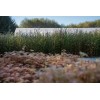 The Jonsteen Company Pond Cypress | Medium Tree Seedling |