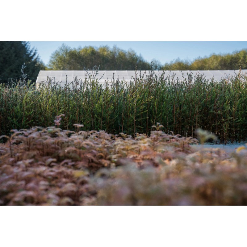 The Jonsteen Company Pond Cypress | Medium Tree Seedling |