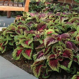 15 Seeds Pelleted Seeds Coleus Kong Red Giant Coleus edlcy (Seeds)