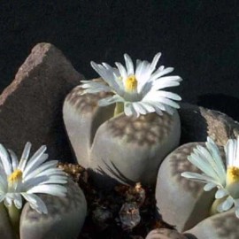 Mixed White Flower Lithops Seeds, Succulent Plants, 100pcs/pack