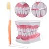 Adult Dental Teeth Model and Toothbrush with Removable High Grade