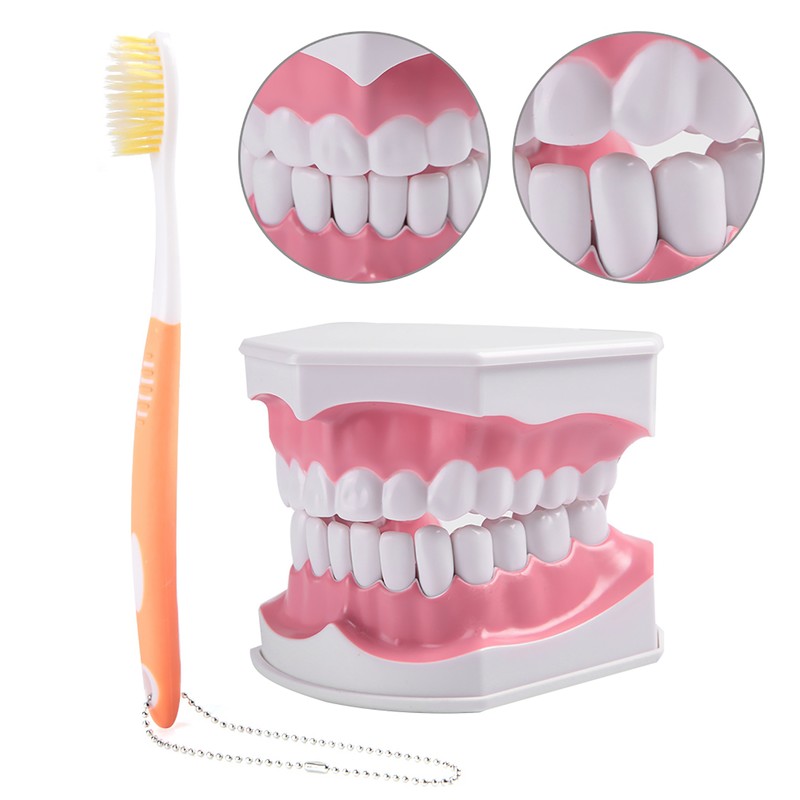 Adult Dental Teeth Model and Toothbrush with Removable High Grade