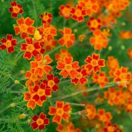 David's Garden Seeds Flower Marigold Starfire Mix 25 Non-GMO, Heirloom Seeds