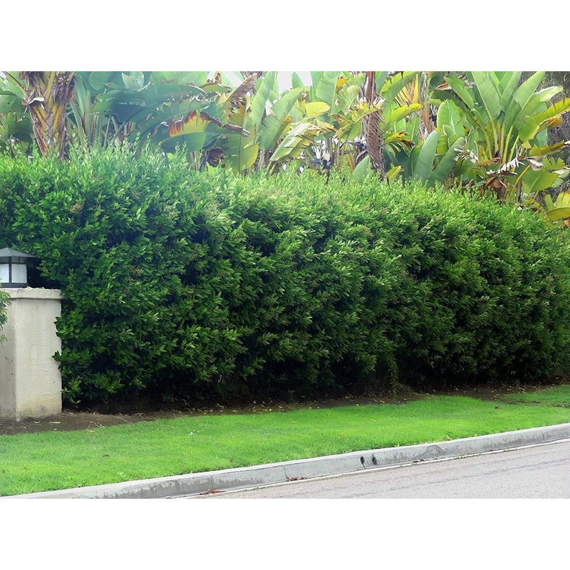 Ligustrum Waxleaf Privet - 10 Live Plants - Evergreen Privacy