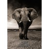 Elephant Birthday Card