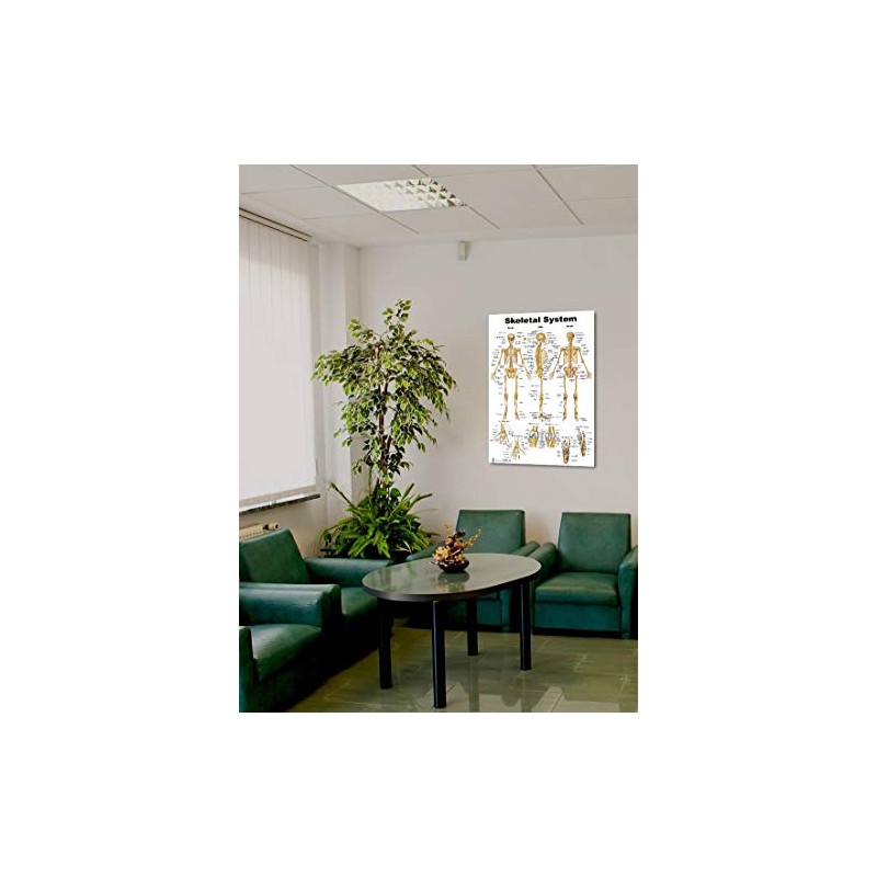 Blue Tree Publishing Skeleton Poster 24x36inch, Anatomical Chart