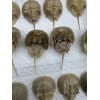 Horseshoe Crab Shells Molts - 5 Piece Lot - $25