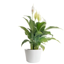 Costa Farms Peace Lily Live Plant in Decorative Plant Pot, Air Purifying Flowering Indoor Houseplant, Perfect for Home, Room, or Office Decor, Great House Warming or Birthday Gift, 14-24 Inches Tall