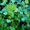 1,000 Cilantro Slow Bolt Seeds for Planting 14 Grams of