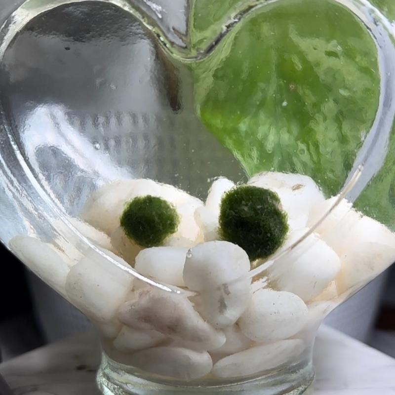 LoveBalls: Marimo Moss Balls - Moss Ball Quantity: 2 Moss