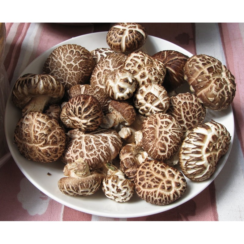 CEMEHA SEEDS - Shiitake Mushrooms Non GMO for Planting Mycelium