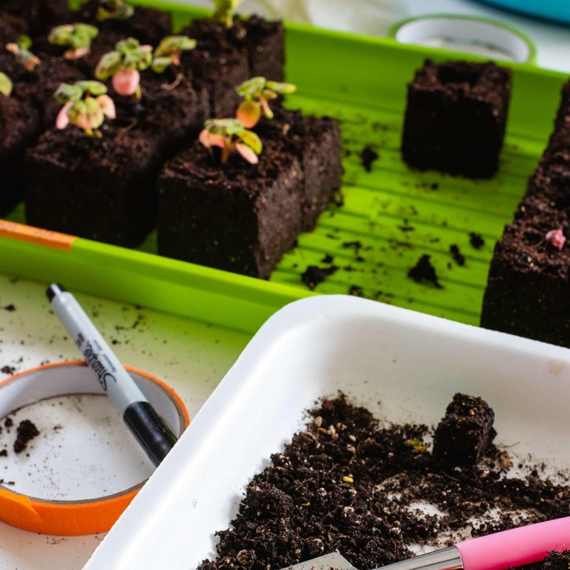 Bootstrap Farmer Microgreen Trays, Green 30 Pack, No Holes