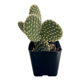 Fat Plants San Diego Living Indoor Succulents and Cactus Rooted in Plastic Planters with Soil (2 Inch, Yellow Opuntia)
