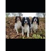Canine Charms: A Working Springer’s Notebook: Exploring Thoughts and Ideas