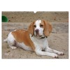 Beagle Wall Calendar 2025 DIN A3 Landscape CALVENDO Monthly Calendar