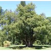 55 Camphor Tree Seeds Cinnamomum camphora camphorwood Camphor Laurel