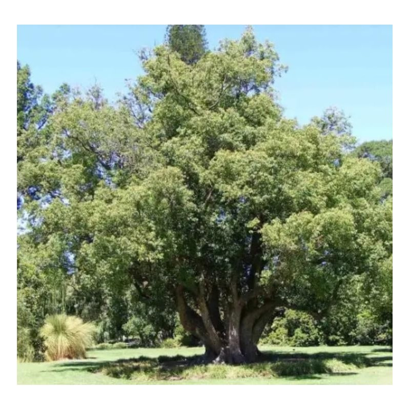 55 Camphor Tree Seeds Cinnamomum camphora camphorwood Camphor Laurel