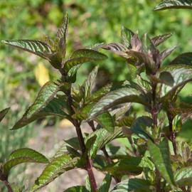Neal's Yard Remedies Garden Mint & Bergamot Hand Wash, 6.8 fl oz (200 ml) (x 1)